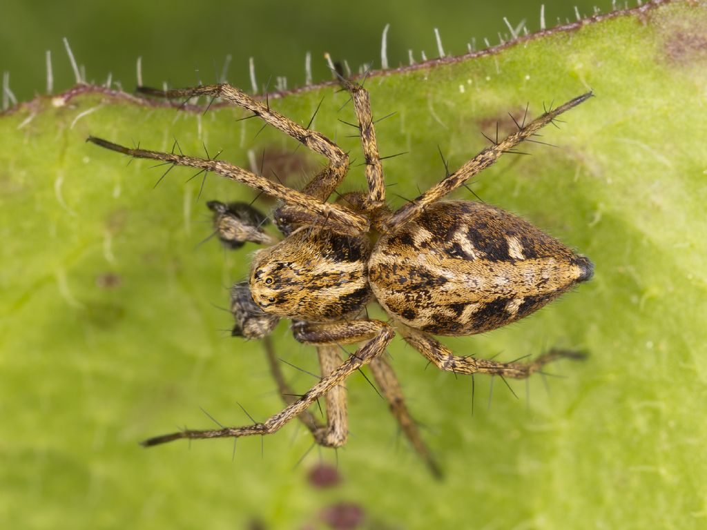 Oxyopes heterophthalmus?